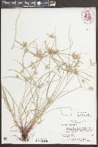 Cyperus compressus image