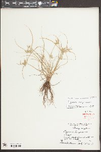 Cyperus compressus image