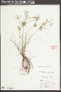 Cyperus compressus image
