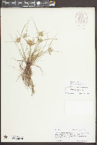 Cyperus compressus image