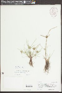 Cyperus compressus image