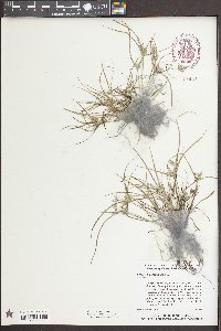 Cyperus compressus image