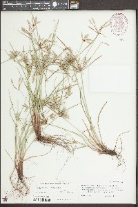 Cyperus compressus image