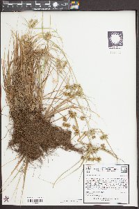 Cyperus croceus image