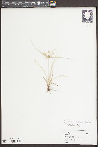 Cyperus croceus image