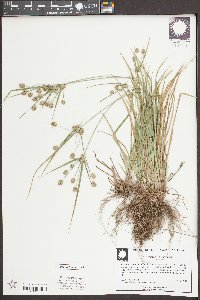 Cyperus croceus image