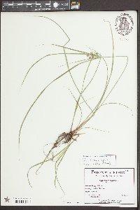 Cyperus croceus image