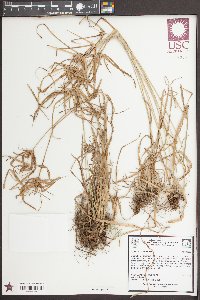 Cyperus croceus image