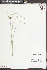 Cyperus croceus image