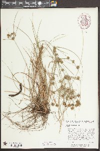 Cyperus croceus image