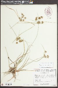 Cyperus croceus image