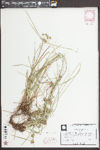 Cyperus croceus image