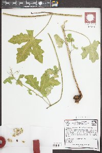 Cnidoscolus urens image