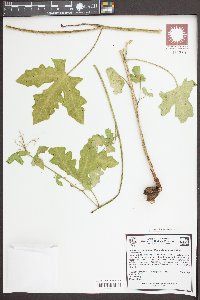 Cnidoscolus urens image