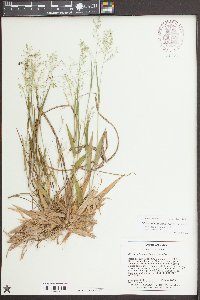 Dichanthelium laxiflorum image