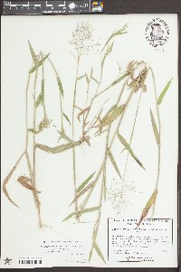 Dichanthelium scoparium image