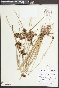 Cyperus difformis image