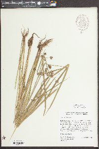 Cyperus difformis image