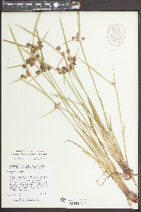 Cyperus difformis image