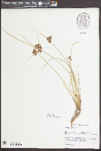 Cyperus difformis image