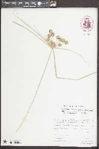 Cyperus echinatus image