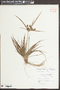 Cyperus echinatus image