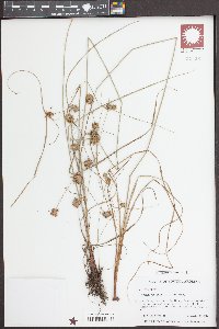 Cyperus echinatus image