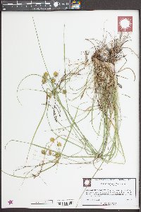 Cyperus echinatus image