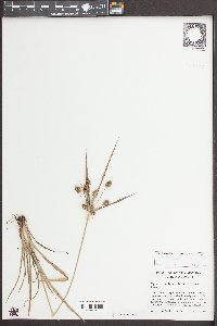 Cyperus echinatus image