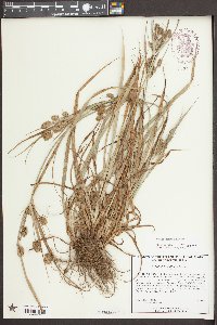 Cyperus echinatus image