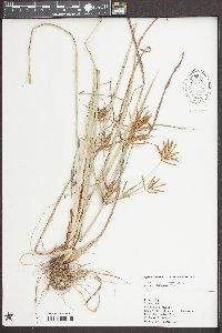 Cyperus esculentus var. macrostachyus image