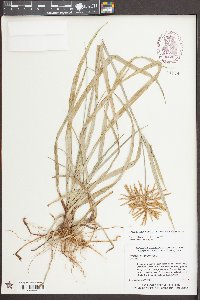 Cyperus esculentus var. macrostachyus image