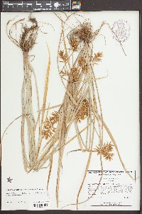 Cyperus esculentus var. macrostachyus image