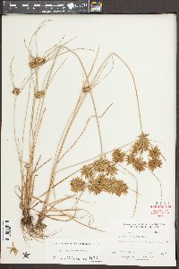 Cyperus filicinus image