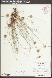 Cyperus filiculmis image