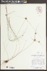 Cyperus filiculmis image