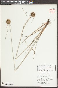 Cyperus filiculmis image