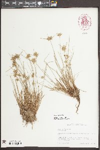 Cyperus flavescens image