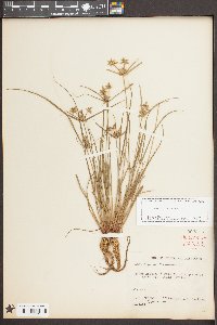 Cyperus flavescens image