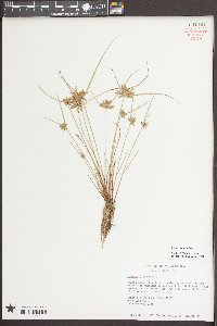 Cyperus flavescens image