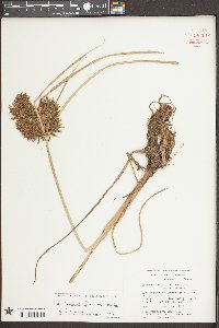Cyperus flavicomus image