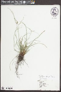 Cyperus grayi image