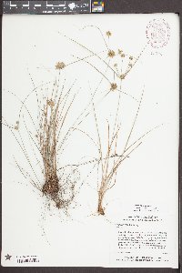 Cyperus grayi image