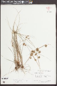 Cyperus grayi image