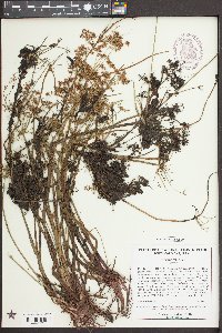 Cyperus haspan image