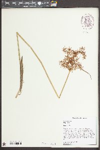 Cyperus haspan image