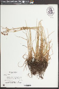 Cyperus haspan image