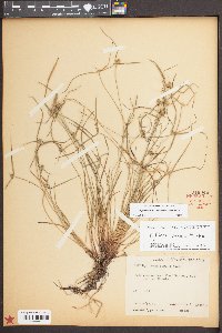 Kyllinga pumila image