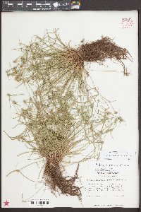 Kyllinga pumila image