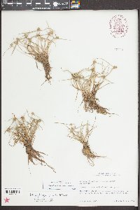Kyllinga pumila image